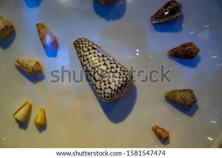 Under water life-deep water shells 