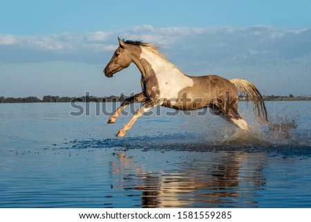 Paint gelding running through the water with a sky background