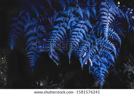  Color of the year 2020 classic blue,  ferns in the forest. Leaves texture, natural background.