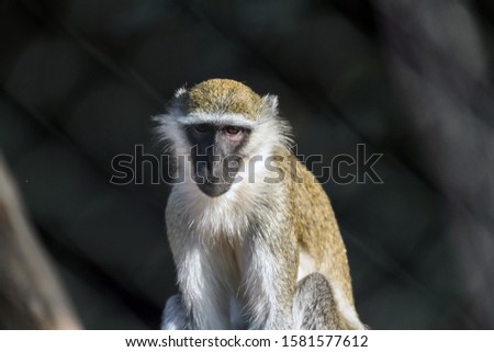 Cute Wild Animal Vervet Monkey