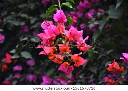 This ia a high quality HD photo of flowers