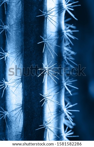 Trending shades of pastel blue color Close up of tall cactus with spikes in sunshine macro, background