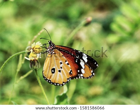 the close up shot of butterfly with flower. 