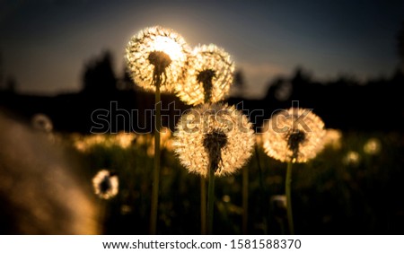 Real field and dandelion at sunset sunrise, amazing photo with color atmosphere.