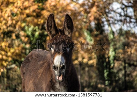 Donkey waiting his friend in the colorful forest