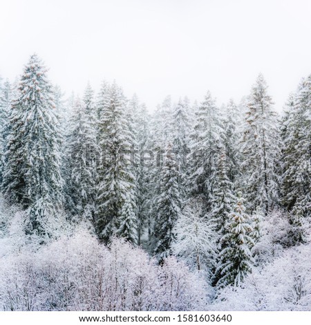 Stock photograph of winter pine forest in snow blizzard