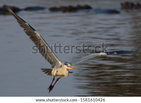 Gray heron at Sunset Dam in Kruger national park South Africa