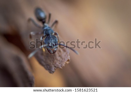 close up of head big carpenter ant, macro ant blurry background