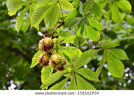Horse-chestnuts on conker tree branch - Aesculus hippocastanum fruits in autumn. Royalty-Free Stock Photo #158162954