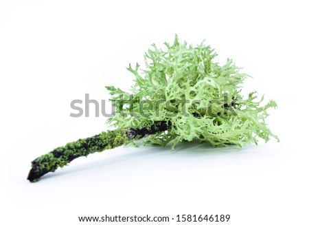 Lichen on a dry twig on a white background. Evernia prunastri, also known as oakmoss, It is used extensively in modern perfumery. Royalty-Free Stock Photo #1581646189