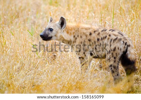 Spotted Hyena, Kruger National Park, South Africa