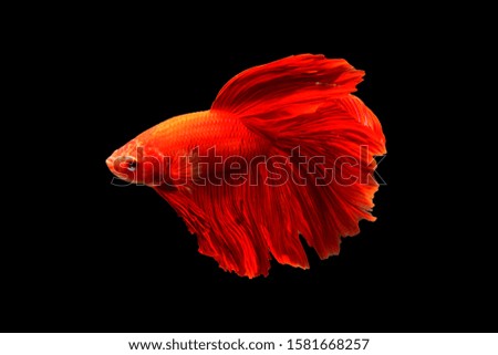 Red betta fish with black background
