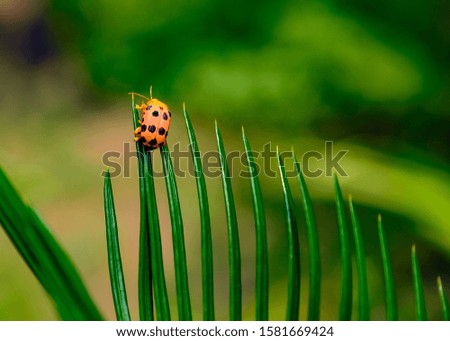 Beautiful Beetle bug close-up Image