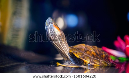 red-eared turtle basks on land