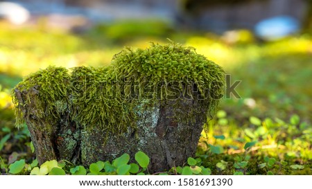 Macro photo of Growth of moss in spring, green nature background.