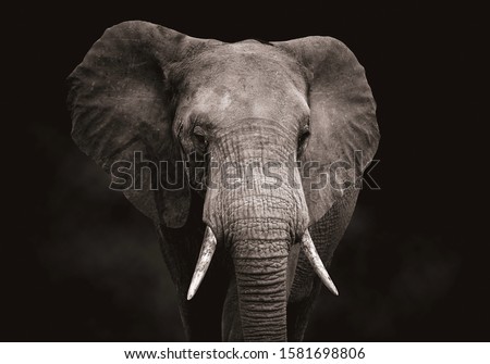 Close up of an elephant 