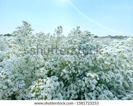 White cutter fields  Beautiful white flowers in the garden.