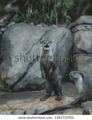 Otter Standing Up On Back Legs