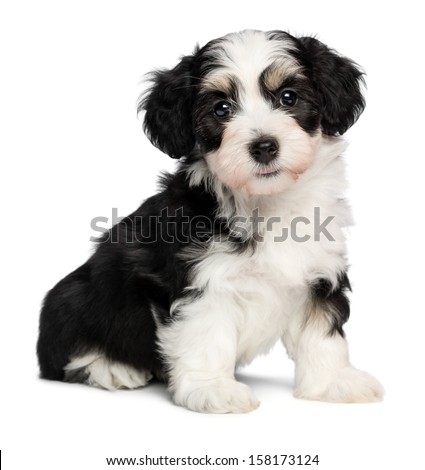 A beautiful tricolor havanese puppy dog is sitting and looking at camera, isolated on white background
