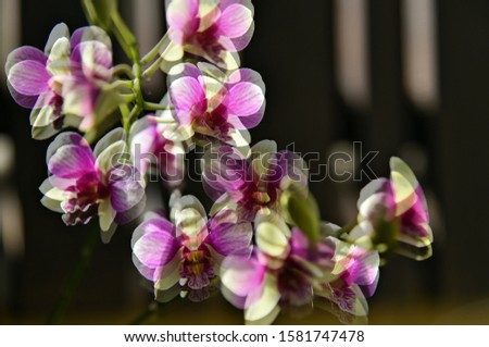 picture of overlapping orchids in the dark background