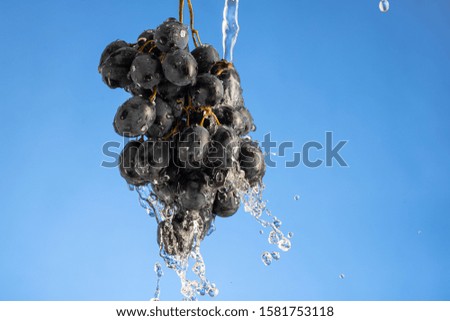 bunch of dark grapes with a spray of water hanging