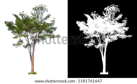 isolated tree on white background with clipping path and alpha channel