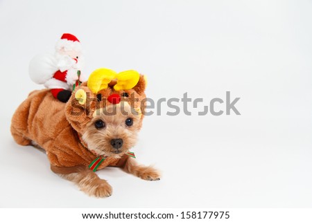 Cute sitting Yorkshire Terrier puppy dog wearing a costume of reindeer