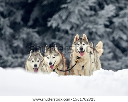 TUSNAD, ROMANIA - february 02 : portrait of dogs participating in the Dog Sled Racing Contest. On February 02, 2019 in TUSNAD, Romania Royalty-Free Stock Photo #1581782923
