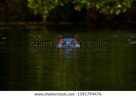 Hippo in the Okavango Delta, Botswana