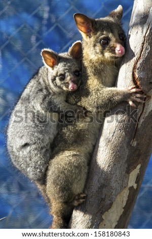 Baby Possum and Mother