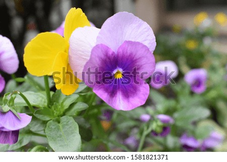 Beautiful yellow and purple flowers close up picture