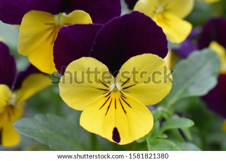 Beautiful yellow and purple flowers close up picture