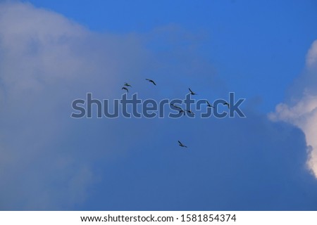 A group of birds flying, with dark blue sky as background.
