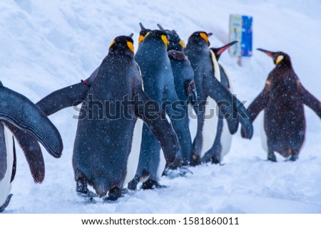 Penguins are marching on snowy roads at around 10 degrees below freezing.