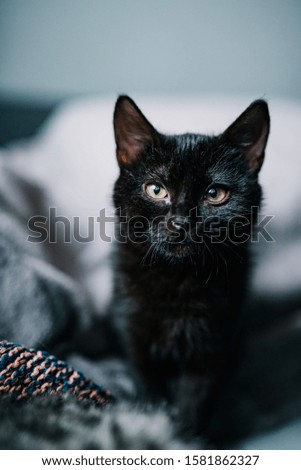 Black cat, indoor in the living room