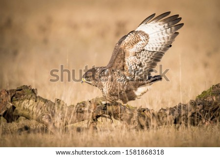 The Common Buzzard, Buteo buteo is sitting in the dry grass in autumn environment of wildlife. Golden light
