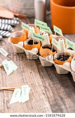 Plantings seeds in eggshells and labeling them with small plant tags. Royalty-Free Stock Photo #1581879628
