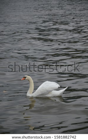 Swan in the river Main in Frankfurt, Germany