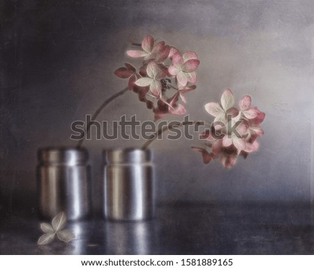  twin sisters hydrangea flowers pink
