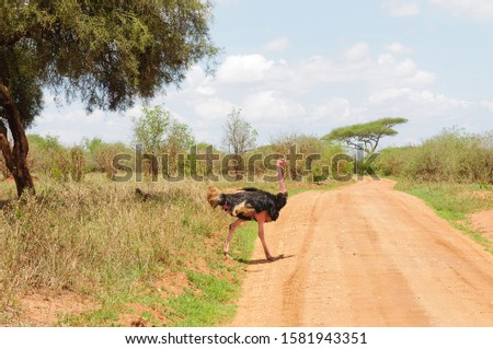 Male Ostrich (Struthio camelus) crossing the road