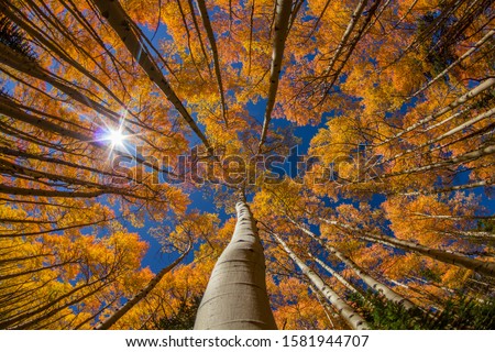 Autumn Foliage in Breckenridge Colorado Royalty-Free Stock Photo #1581944707