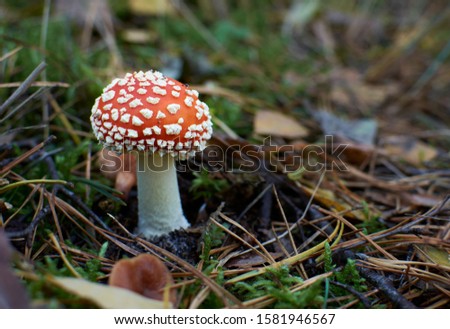 Amanita muscaria, commonly known as the fly agaric or fly amanita, is a basidiomycete of the genus Amanita. It is also a muscimol mushroom. Royalty-Free Stock Photo #1581946567
