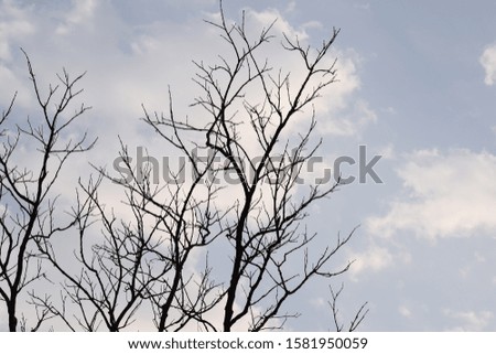 vintage tree image. old trees and blue sky wallpaper 