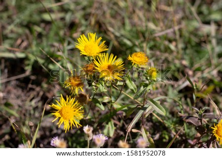 Looking Down at a Blooming Yellow Wild Dandelion Growing with the Green Grasses and Rocks on the Ground in the Spring