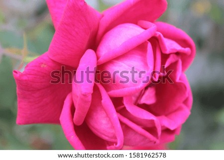 The rose and its beauty in nature