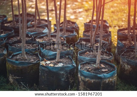 reforestation set of young trees trunks in pots Royalty-Free Stock Photo #1581967201