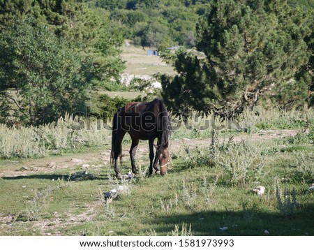 A young dark brown stallion grazes on a high pasture against a background of pines on a Sunny summer day.