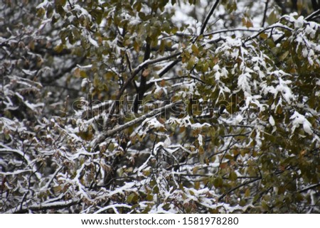 Snow on tree branches, picture taken in Andorra.