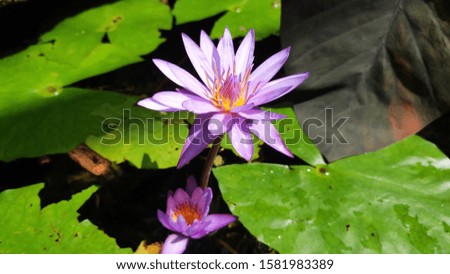 Purple Panama Pacific tropical water lily
