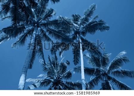 Tropic palms over the blue sky , view from the ground. Trendy blue color toned photo